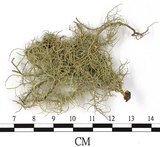 中文名:菘蘿屬(L00002539)學名:Usnea(L00002539)