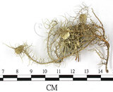 中文名:菘蘿屬(L00002545)學名:Usnea(L00002545)