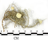 中文名:菘蘿屬(L00002545)學名:Usnea(L00002545)