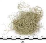 中文名:菘蘿屬(L00002547)學名:Usnea(L00002547)