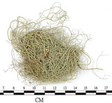 中文名:菘蘿屬(L00002547)學名:Usnea(L00002547)