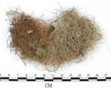 中文名:菘蘿屬(L00002551)學名:Usnea(L00002551)