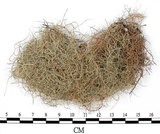 中文名:菘蘿屬(L00002551)學名:Usnea(L00002551)