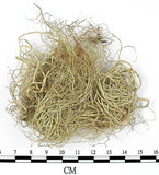 中文名:菘蘿屬(L00002552)學名:Usnea(L00002552)