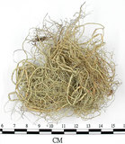 中文名:菘蘿屬(L00002552)學名:Usnea(L00002552)