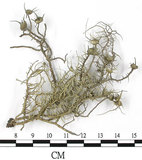 中文名:菘蘿屬(L00002553)學名:Usnea(L00002553)