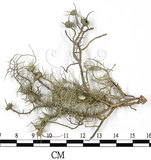 中文名:菘蘿屬(L00002553)學名:Usnea(L00002553)