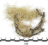 中文名:菘蘿屬(L00002555)學名:Usnea(L00002555)