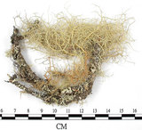 中文名:菘蘿屬(L00002555)學名:Usnea(L00002555)