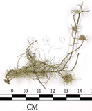 中文名:菘蘿屬(L00002558)學名:Usnea(L00002558)