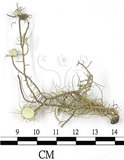 中文名:菘蘿屬(L00002558)學名:Usnea(L00002558)