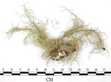 中文名:菘蘿屬(L00002583)學名:Usnea(L00002583)