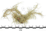 中文名:菘蘿屬(L00002583)學名:Usnea(L00002583)