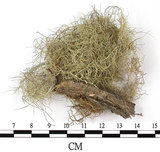 中文名:菘蘿屬(L00002592)學名:Usnea(L00002592)