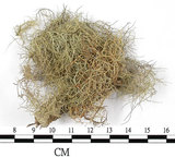 中文名:菘蘿屬(L00002592)學名:Usnea(L00002592)