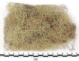 中文名:長枝菘蘿(L00002609)學名:Usnea longissima Ach.(L00002609)