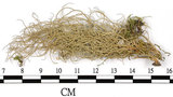 中文名:菘蘿屬(L00002635)學名:Usnea(L00002635)