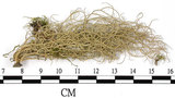 中文名:菘蘿屬(L00002635)學名:Usnea(L00002635)