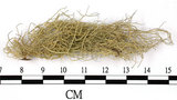 中文名:菘蘿屬(L00002636)學名:Usnea(L00002636)