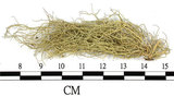 中文名:菘蘿屬(L00002636)學名:Usnea(L00002636)