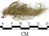 中文名:菘蘿屬(L00002641)學名:Usnea(L00002641)