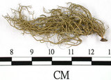 中文名:菘蘿屬(L00002641)學名:Usnea(L00002641)