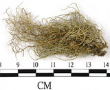 中文名:菘蘿屬(L00002647)學名:Usnea(L00002647)