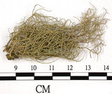 中文名:菘蘿屬(L00002647)學名:Usnea(L00002647)