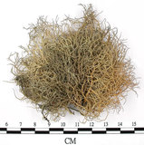 中文名:菘蘿屬(L00002656)學名:Usnea(L00002656)