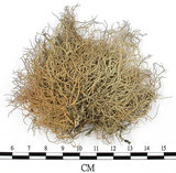 中文名:菘蘿屬(L00002656)學名:Usnea(L00002656)