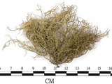 中文名:菘蘿屬(L00002657)學名:Usnea(L00002657)