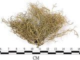 中文名:菘蘿屬(L00002657)學名:Usnea(L00002657)