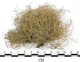 中文名:菘蘿屬(L00002665)學名:Usnea(L00002665)