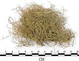 中文名:菘蘿屬(L00002665)學名:Usnea(L00002665)