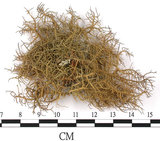 中文名:菘蘿屬(L00002666)學名:Usnea(L00002666)