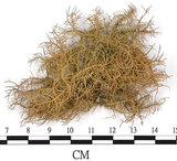 中文名:菘蘿屬(L00002666)學名:Usnea(L00002666)