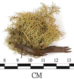 中文名:菘蘿屬(L00002674)學名:Usnea(L00002674)