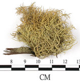 中文名:菘蘿屬(L00002674)學名:Usnea(L00002674)