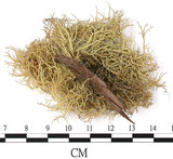 中文名:菘蘿屬(L00002676)學名:Usnea(L00002676)