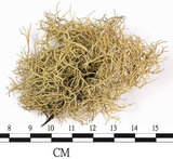 中文名:菘蘿屬(L00002676)學名:Usnea(L00002676)