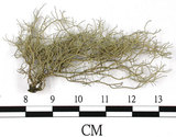 中文名:菘蘿屬(L00002696)學名:Usnea(L00002696)