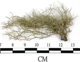 中文名:菘蘿屬(L00002696)學名:Usnea(L00002696)