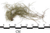 中文名:菘蘿屬(L00002698)學名:Usnea(L00002698)