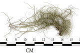 中文名:菘蘿屬(L00002698)學名:Usnea(L00002698)