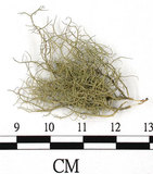 中文名:菘蘿屬(L00002722)學名:Usnea(L00002722)