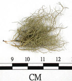 中文名:菘蘿屬(L00002722)學名:Usnea(L00002722)