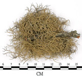 中文名:菘蘿屬(L00002727)學名:Usnea(L00002727)