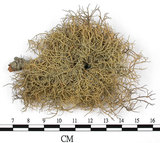 中文名:菘蘿屬(L00002727)學名:Usnea(L00002727)