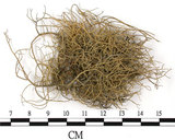 中文名:菘蘿屬(L00002728)學名:Usnea(L00002728)