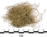 中文名:菘蘿屬(L00002728)學名:Usnea(L00002728)